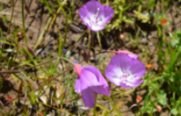 Photo of Pismo Clarkia with purple flowers